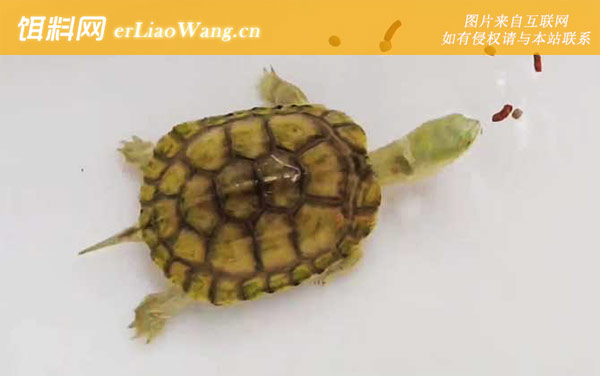 黄喉拟水龟:分布范围