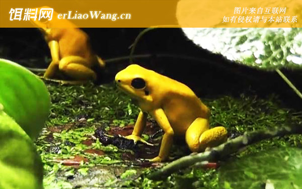 黄金箭毒蛙:分布范围