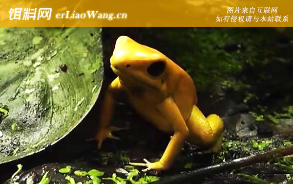 黄金箭毒蛙:生活习性