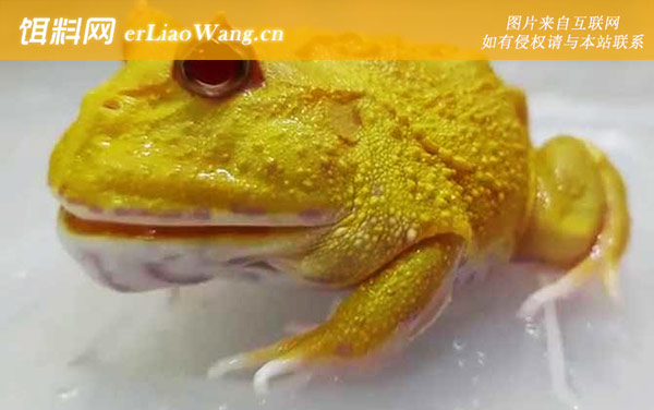 黄金角蛙:物种论述