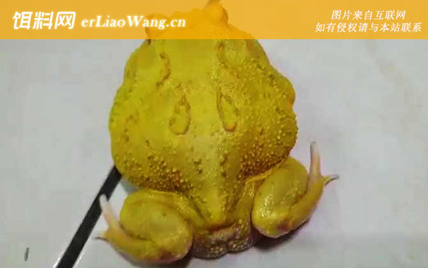 黄金角蛙是什么蛙-分布范围
