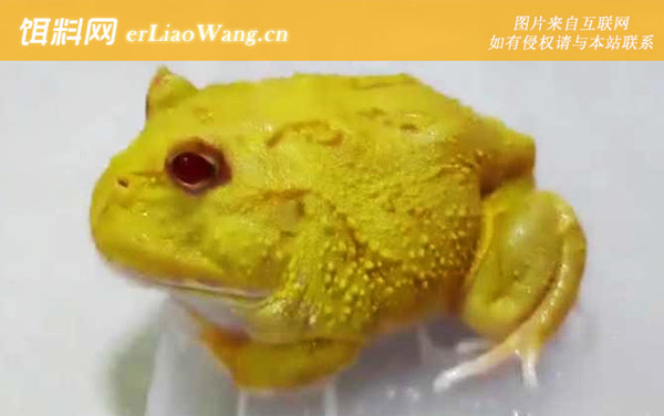 黄金角蛙:生活习性