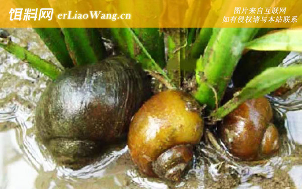 黄金螺:生活习性