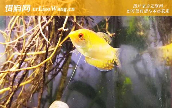 黄曼龙:分布范围