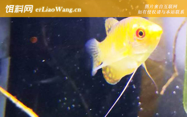 黄曼龙:生活习性