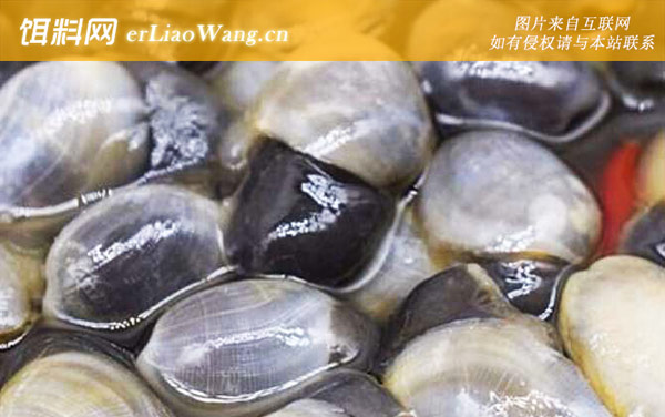 黄泥螺:分布范围