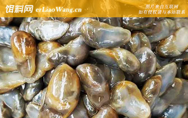 黄泥螺:生活习性