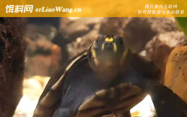 黄头侧颈龟:生活习性