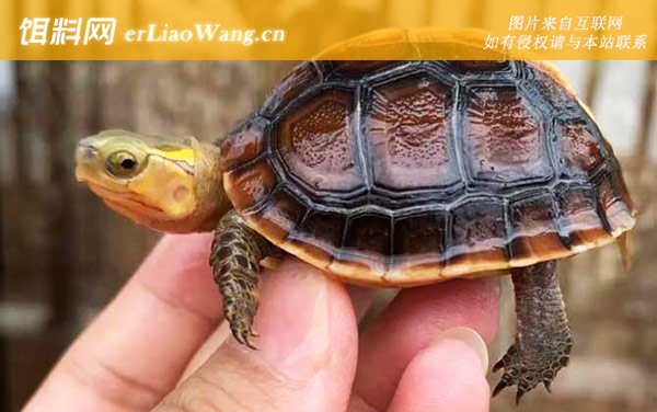 黄缘闭壳龟:分布范围