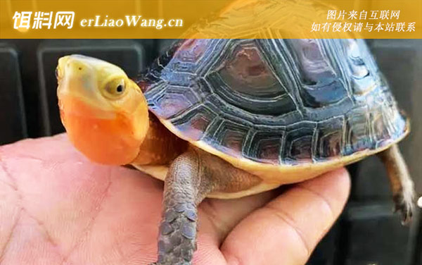 黄缘闭壳龟:生活习性