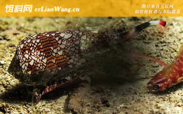 鸡心螺:分布范围