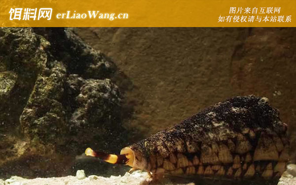 鸡心螺:生活习性