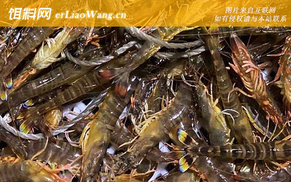 基围虾:生活习性