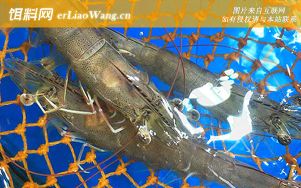 基围虾:生活习性