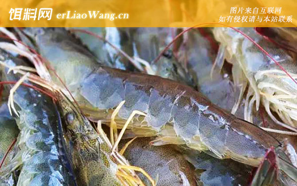 基围虾:食用价值