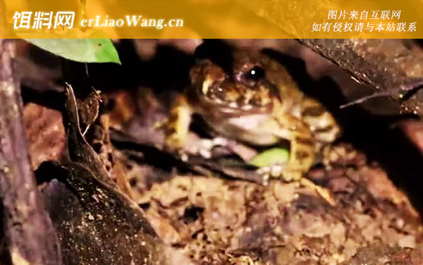 棘胸蛙:分布范围