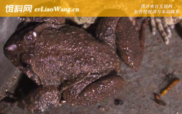 棘胸蛙:生活习性