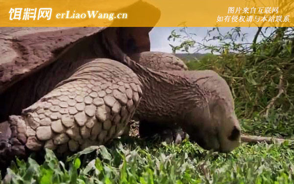 加拉帕戈斯象龟:生活习性