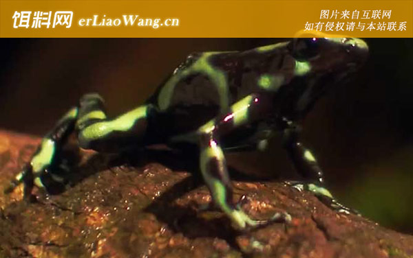 箭毒蛙:分布范围