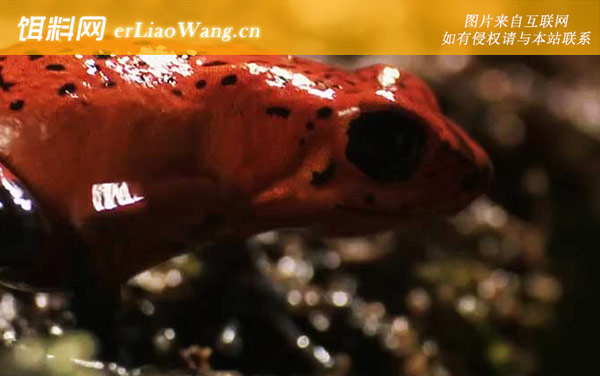 箭毒蛙:生活习性