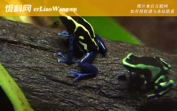箭毒蛙:代表物种