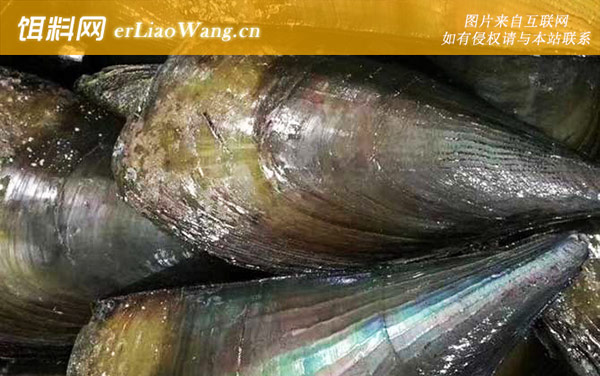 江瑶:生活习性
