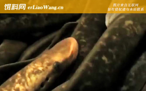 僵尸鱼:生活习性