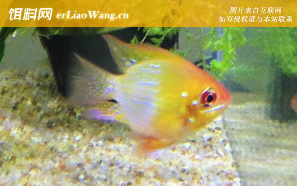 金波子:分布范围