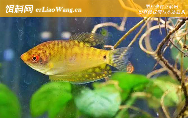 金曼龙:生活习性