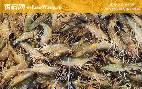 金钱虾:分布范围