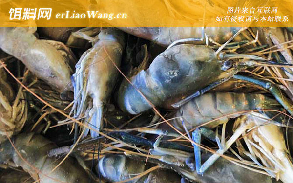 金钱虾:生活习性