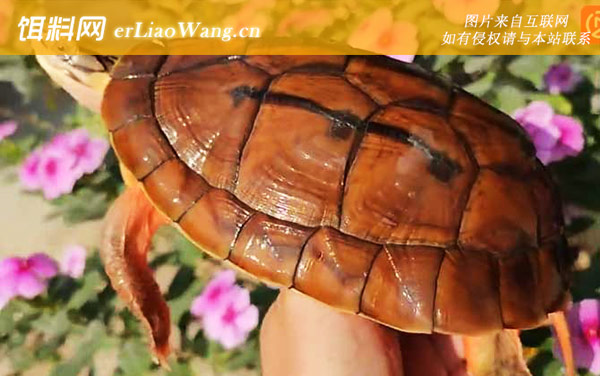 金头闭壳龟:分布范围