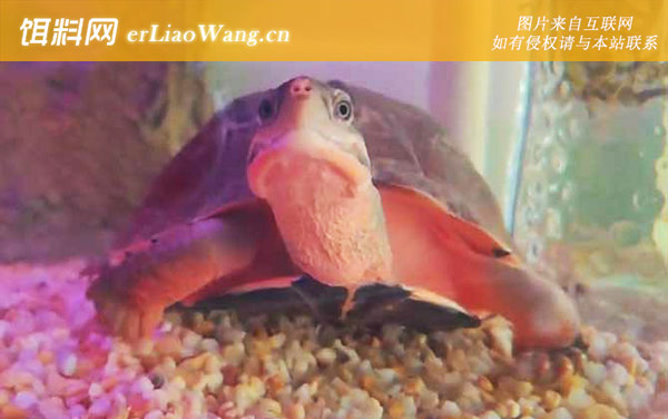 金头闭壳龟:生活习性