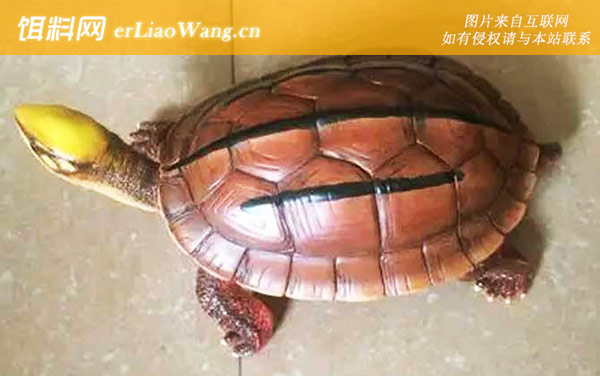 金线龟:分布范围