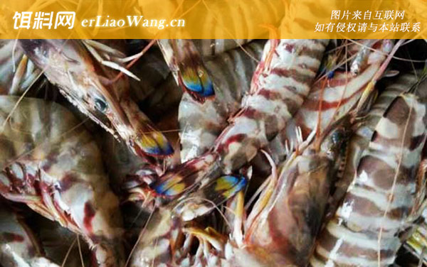 九节虾:生活习性