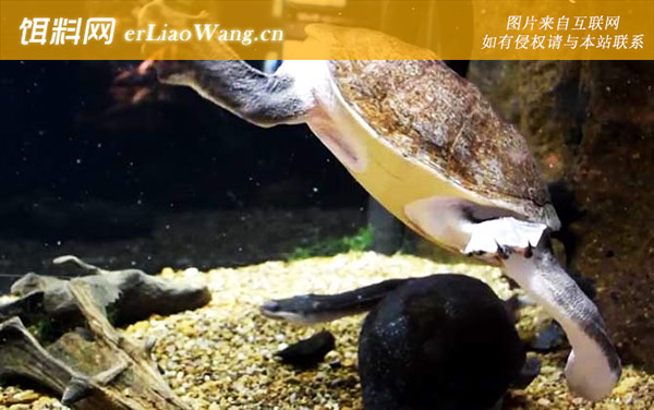 巨蛇颈龟:生活习性