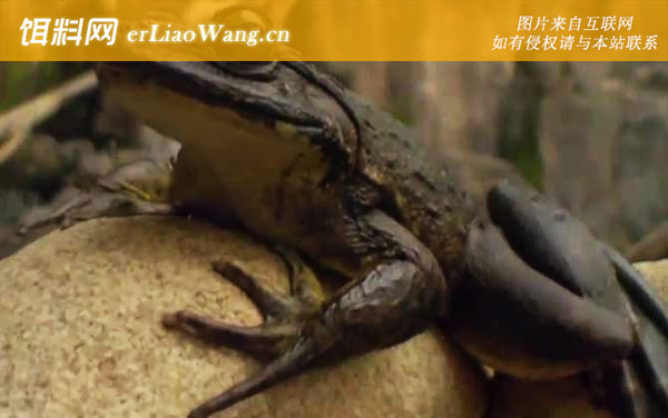 喀麦隆巨蛙:分布范围