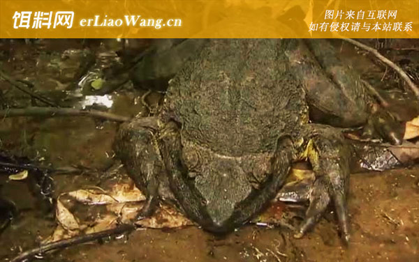 喀麦隆巨蛙:生活习性