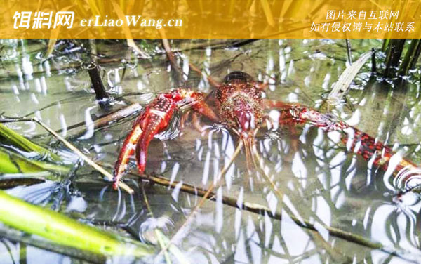 克氏原螯虾:产地分布