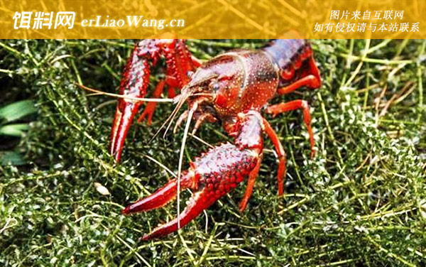 克氏原螯虾:生活习性