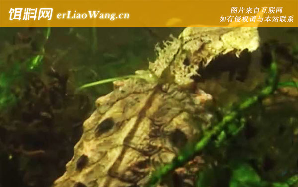 枯叶龟:分布范围