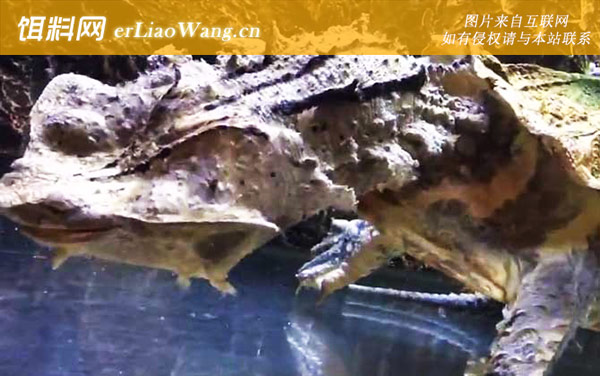 枯叶龟:生活习性