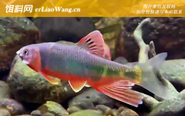 宽鳍鱲:分布范围