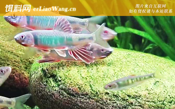 宽鳍鱲:生活习性