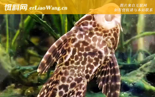 垃圾鱼:分布范围