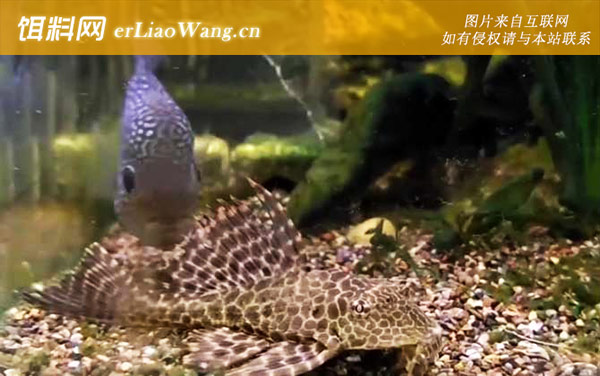 垃圾鱼:生活习性