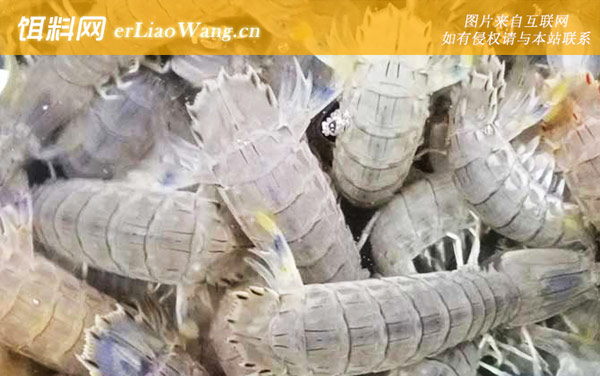 濑尿虾是什么虾-分布范围