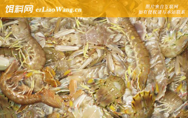 濑尿虾:生活习性