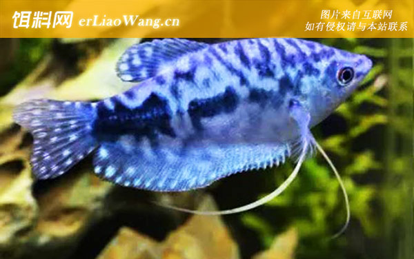 蓝曼龙:分布范围