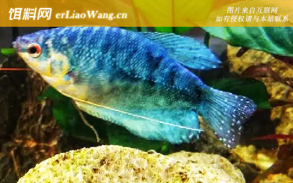 蓝曼龙:生活习性